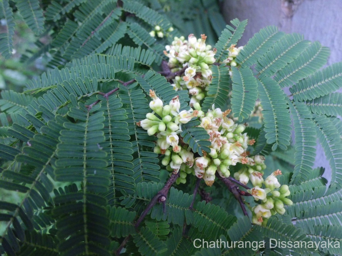 Libidibia coriaria (Jacq.) Schltdl.